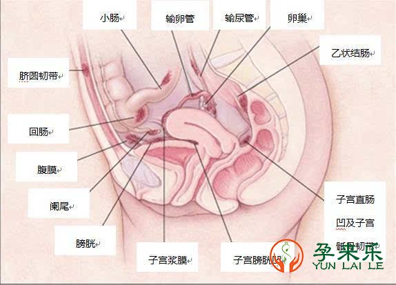子宫腺肌症有哪些症状？子宫腺肌症能怀孕生孩子吗？