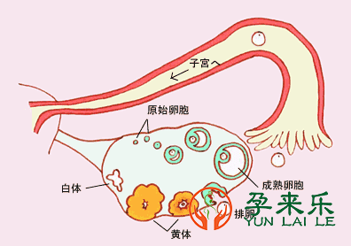 孕来乐告诉你：那几件事情最伤卵巢？