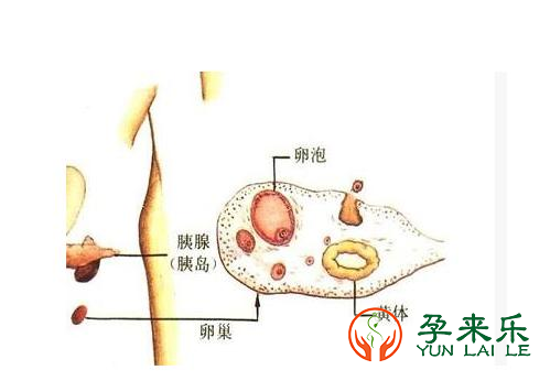 什么是降调？试管婴儿降调后多久开始促排?