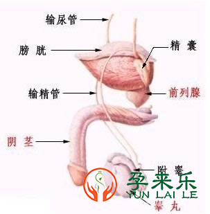 什么是男性不育？男性不育适合做几代试管？