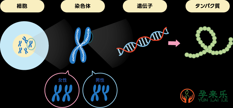 什么是染色体异常？染色体异常能生出健康的孩子吗？