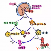 什么是激素六项？做试管婴儿前为什么要查激素