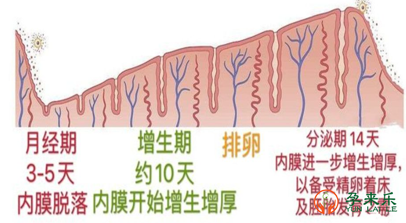 什么样子子宫内膜比较好？子宫内膜薄可以调理吗？