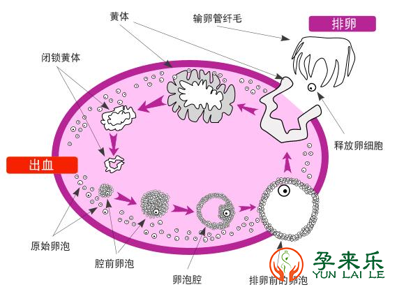 什么是卵巢早衰？卵巢早衰能做试管吗？