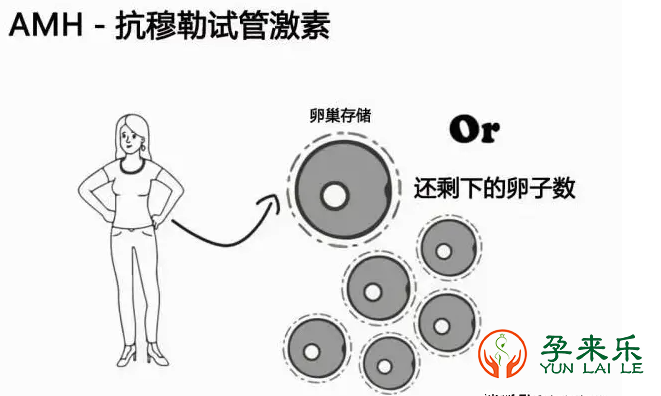 AMH与生育力的关系?AMH检查又有哪些作用呢？