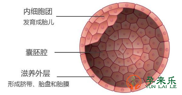 什么是三代试管技术？三代试管囊胚送检通过率大概是多少？