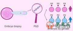 PGD/PGS会不会影响囊胚质量？三代试管胚胎活检成功率取决哪些因素？