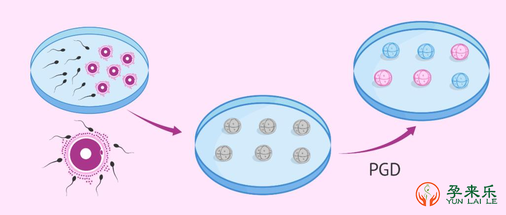 PGD/PGS会不会影响囊胚质量？三代试管胚胎活检成功率取决哪些因素？