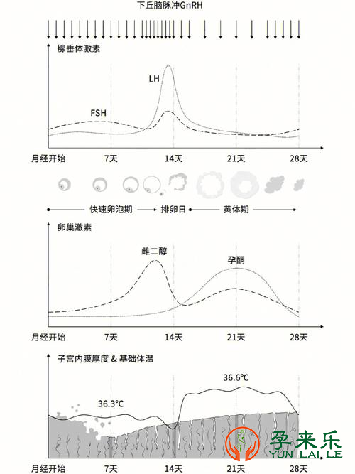 什么是激素六项？怎样解读激素六项报告？