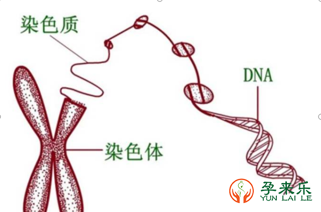 什么是精子DNA碎片率？精子DNA碎片率高可以做三代试管吗？