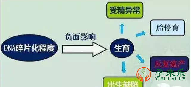 为什么精子DNA碎片率对试管婴儿有影响?三代试管技术如何解决精子碎片率过高的问题？