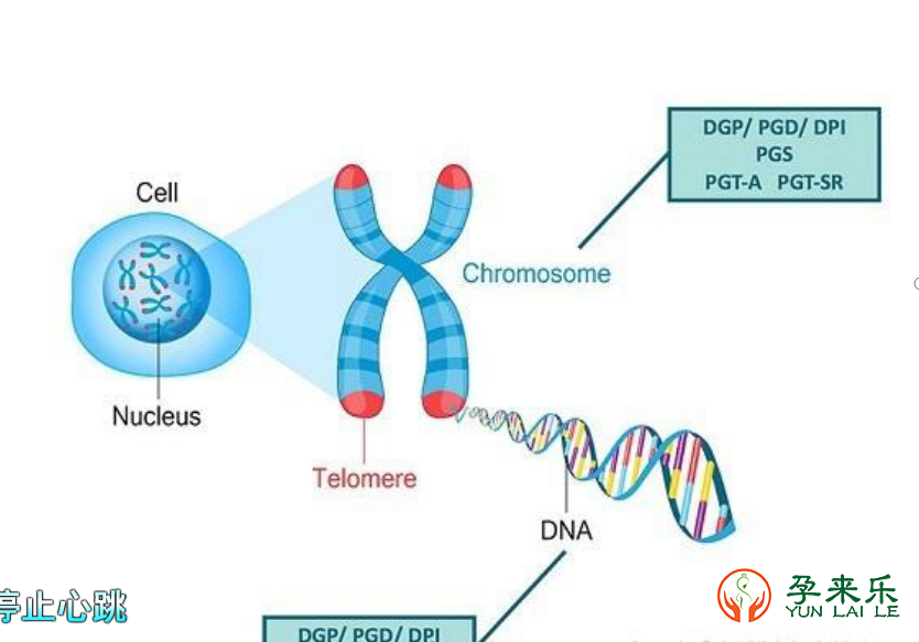 为什么精子DNA碎片率对试管婴儿有影响?三代试管技术如何解决精子碎片率过高的问题？