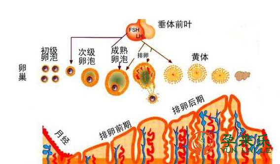 孕来乐告诉你：内膜过厚可能会有哪些危害？