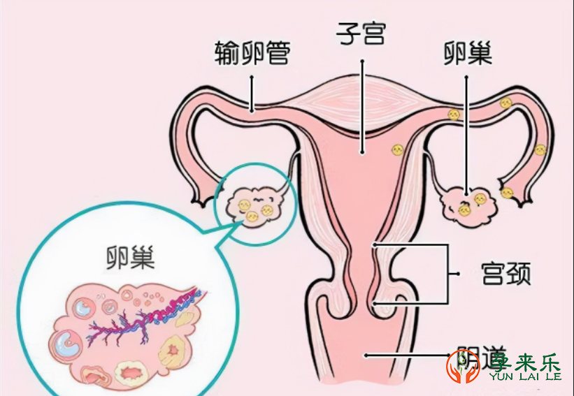 什么是卵巢早衰，卵巢早衰真的可以调理吗？