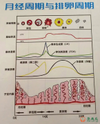 激素六项有哪些？怎么解读激素六项？