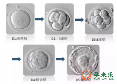 卵裂期胚胎的等级划分？