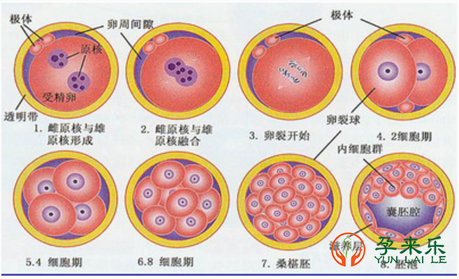 卵裂期胚胎的等级划分？